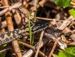 Adder