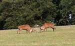 Red Deer, Rutting time