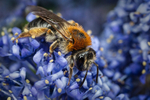 Andrena haemorrhoa (f)