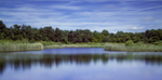 Englemere Pond2