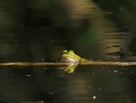 Edible Frog