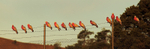 Galahs On Fence-8522