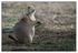 Wildlife Portfolio - 07