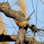 Subalpine Warbler (Sylvia cantillans) M