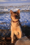Husky 9494