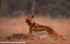 Wild dogs at sunset