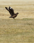 Great Skua with wings outstretched, Jokulsarlon, Iceland