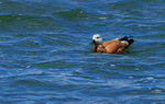 Ruddy Shelduck  1604-10062
