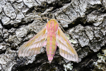 Elephant hawkmoth