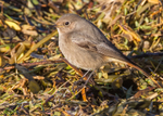 Black Redstart 2