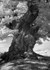 White Leaved Oak 3
