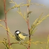 Coal-Tit-4-1515