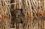 Moorhen