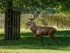 Red Deer