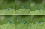 Morning Exercises! - Common Blue Damselfly