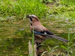 Jay