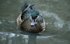 Wood Duck male