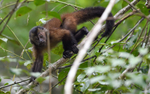 Brown Capuchin