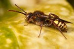 Nomada lathburiana