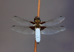 Broad Bodied Chaser