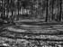 Delamere Forest Cheshire England