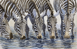 Zebras at the River
