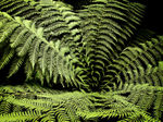 Fern