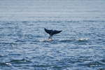 Bottlenose Dolphin