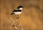 Common fiscal