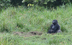 Ivindo national park (Gabon 2024) portfolio