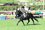 SBM_50341