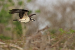 Osprey in flight against forest background, Blue Cypress Lake, Florida