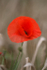 Poppy Flower  _FL020