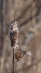 Marsh Wren with nesting material