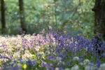 30th April Bluebells  Wild Garlic