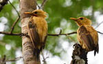 Cream-colored Woodpeckers