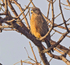 Grasshopper Buzzard