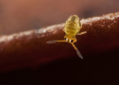 On the underside of a fallen leaf. Warwickshire, February 2013.
