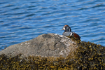Harlequin Duck
