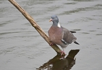 Woodpigeon