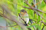 Willow Warbler fledgling
