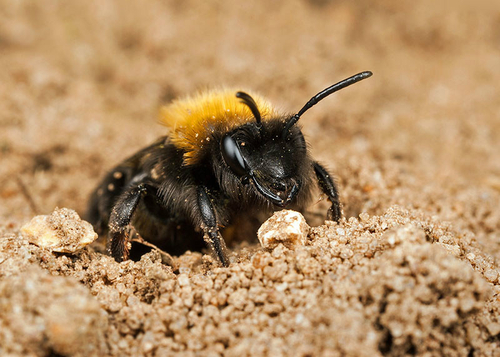 [i]Andrena clarkella[/i] female emerging from her nest burrow. Warwickshire 2013.