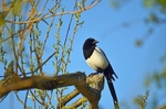 Magpie