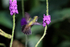 Charming Hummingbird, view of back in flight, Drake Bay, Costa Rica