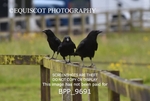 BPP_9691