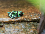 Green and Black Poison Frog, La Paz Gardens, Costa Rica