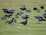 Red-breasted Goose