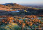 Golden Bracken