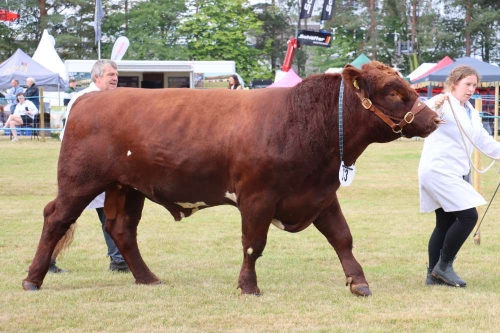 Cattle