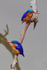 Pair of Malachite Kingfishers perched on a branch